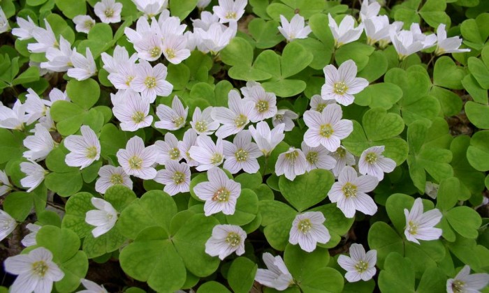 oxalis-acetosella