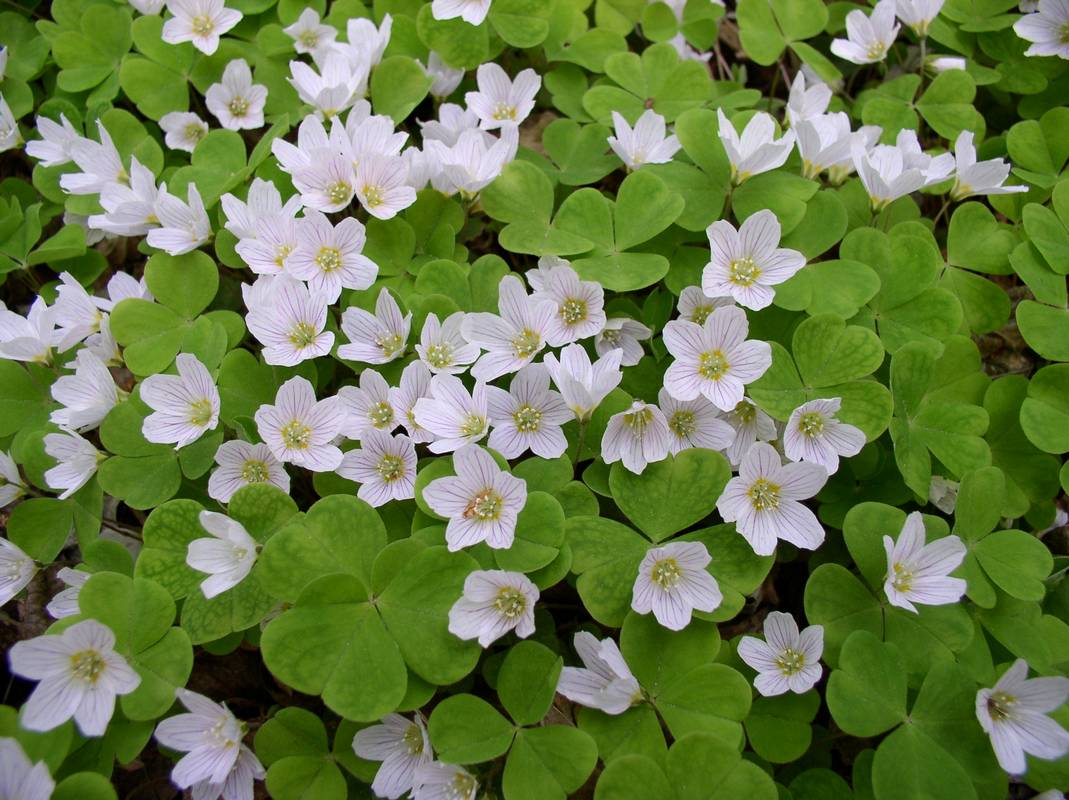 oxalis-acetosella