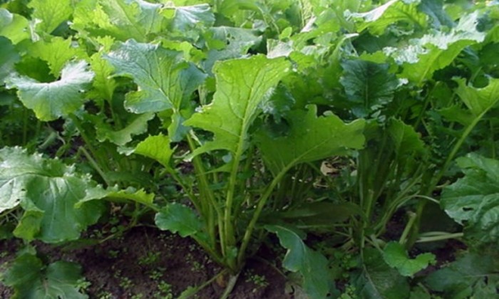 cima di rapa