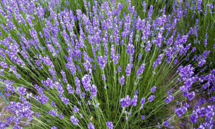 lavanda