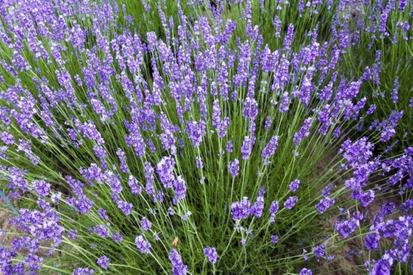 lavanda