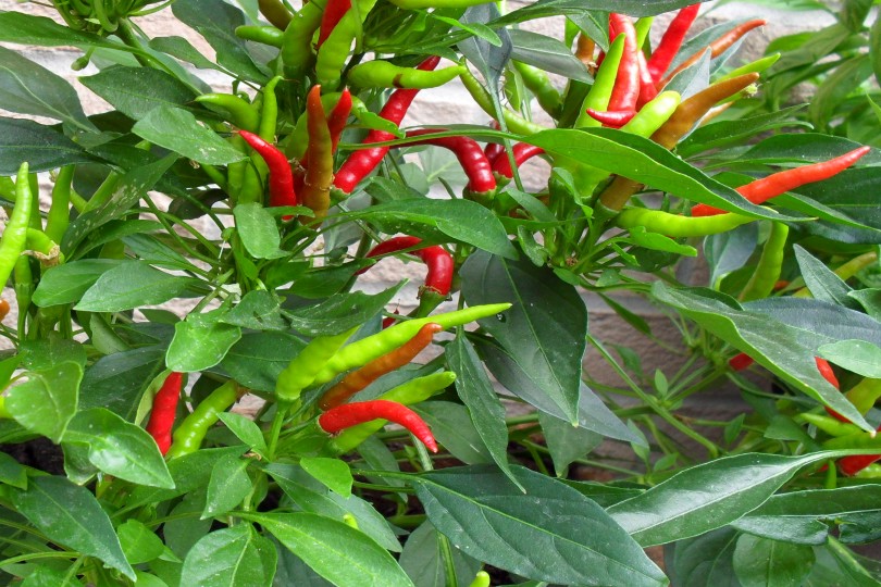 peperoncino