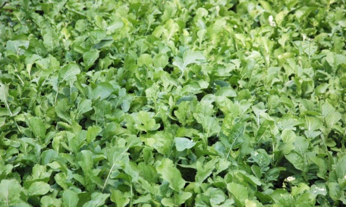 rucola