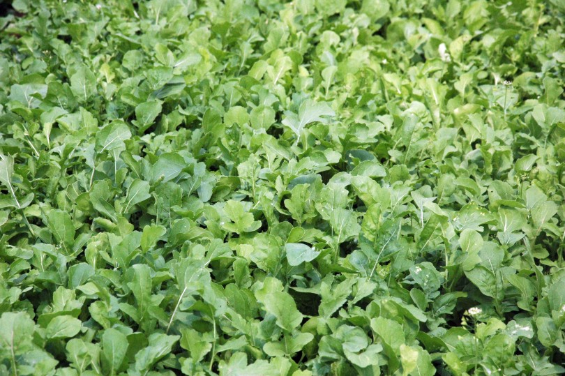 rucola